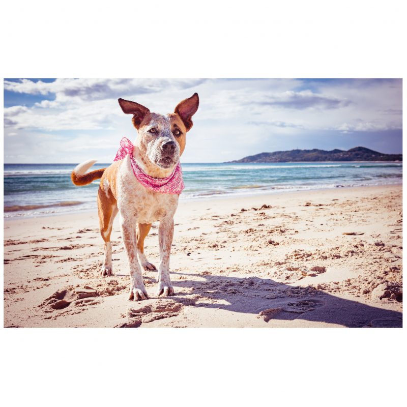 Dog with pink scarf posing on Belongil Beach in Byron Bay.