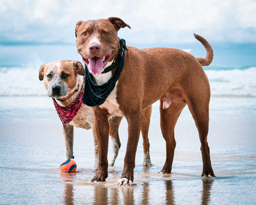 Beach Dogs Byron Bay
